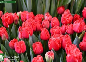 Tulipa Bendigo ® (2)